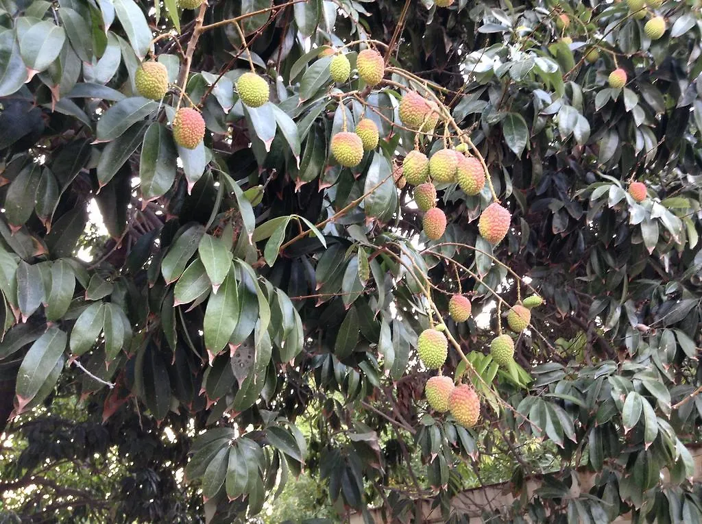 瓜达拉哈拉La Casita De Fraida公寓