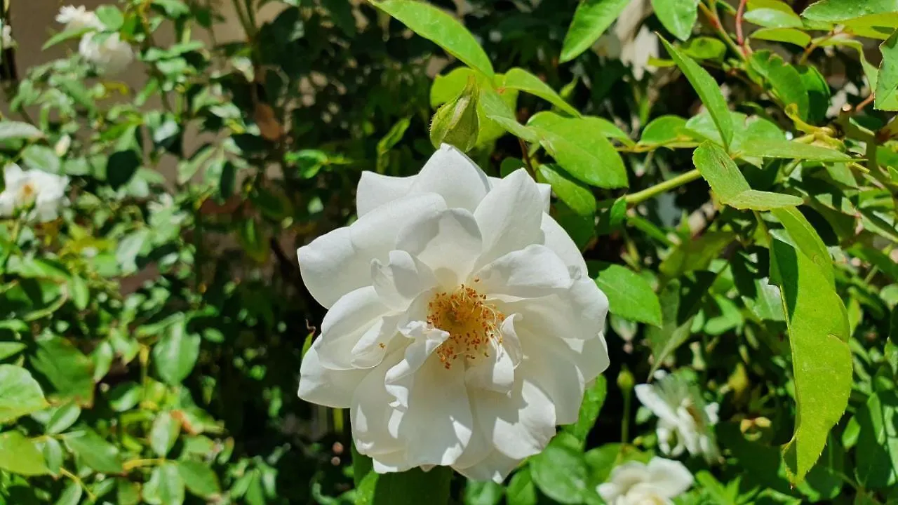 瓜达拉哈拉La Casita De Fraida公寓 0*, 瓜达拉哈拉 墨西哥